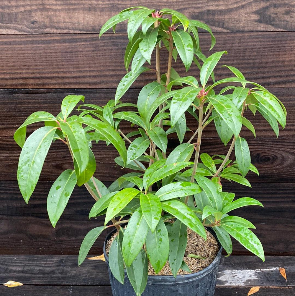 Illicium floridanum 'Aztec Fire' ~ Aztec Fire Anise-ServeScape