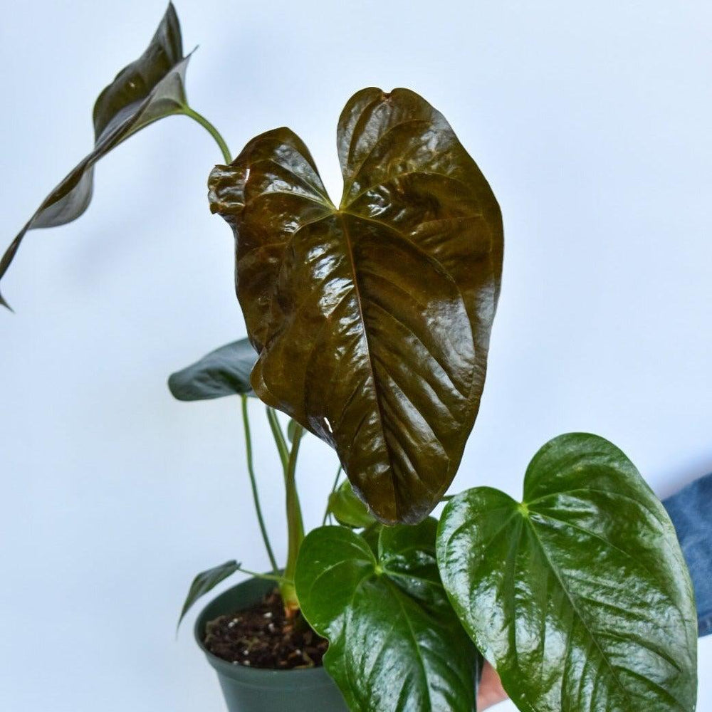 Anthurium andraeanum 'Red Leaf' ~ Red Leaf Anthurium-ServeScape