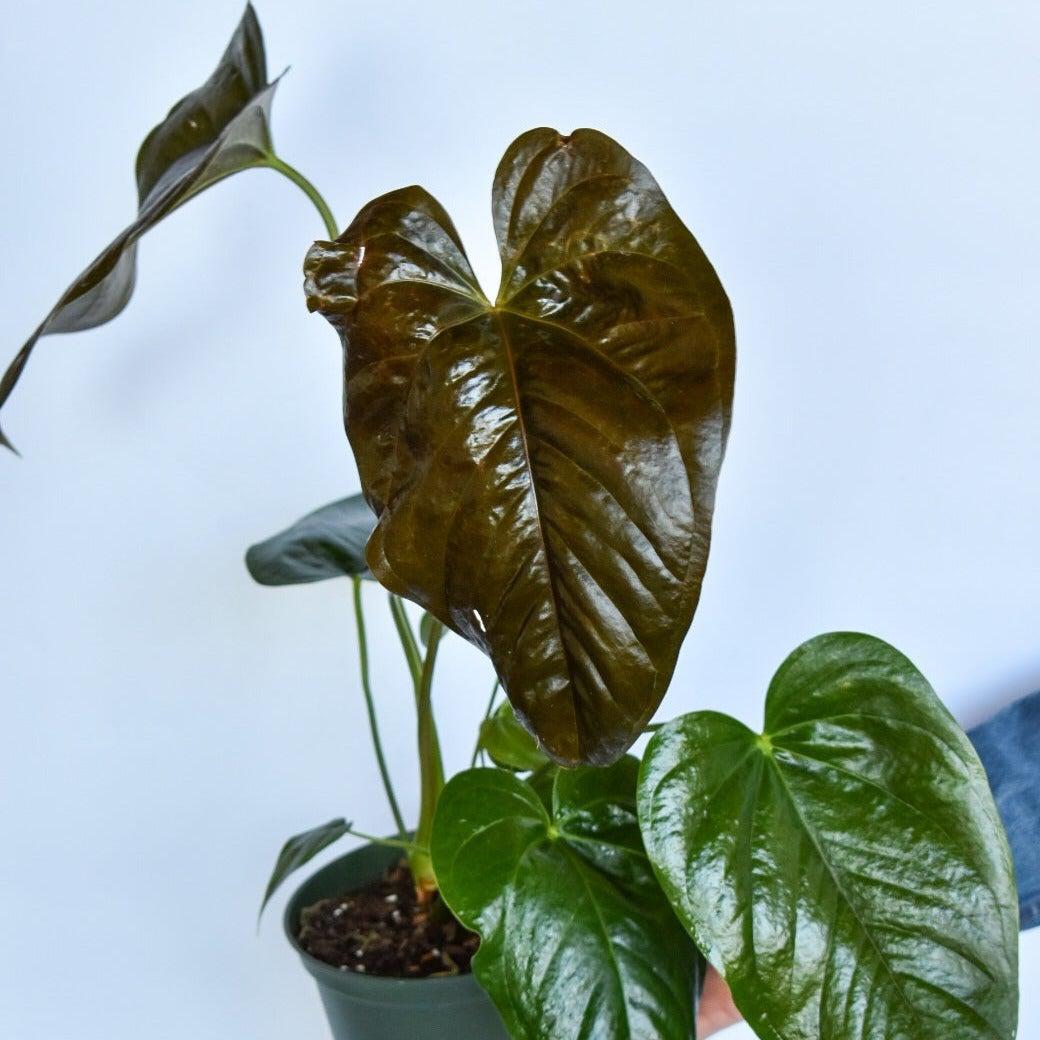 Anthurium andraeanum 'Red Leaf' ~ Red Leaf Anthurium-ServeScape