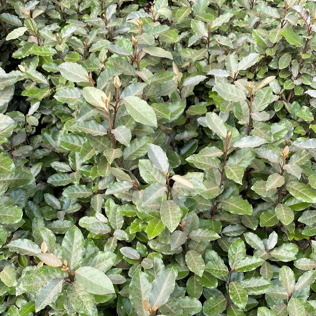 Elaeagnus x ebbingei ~ Ebbinge's Silverberry, Oleaster-ServeScape