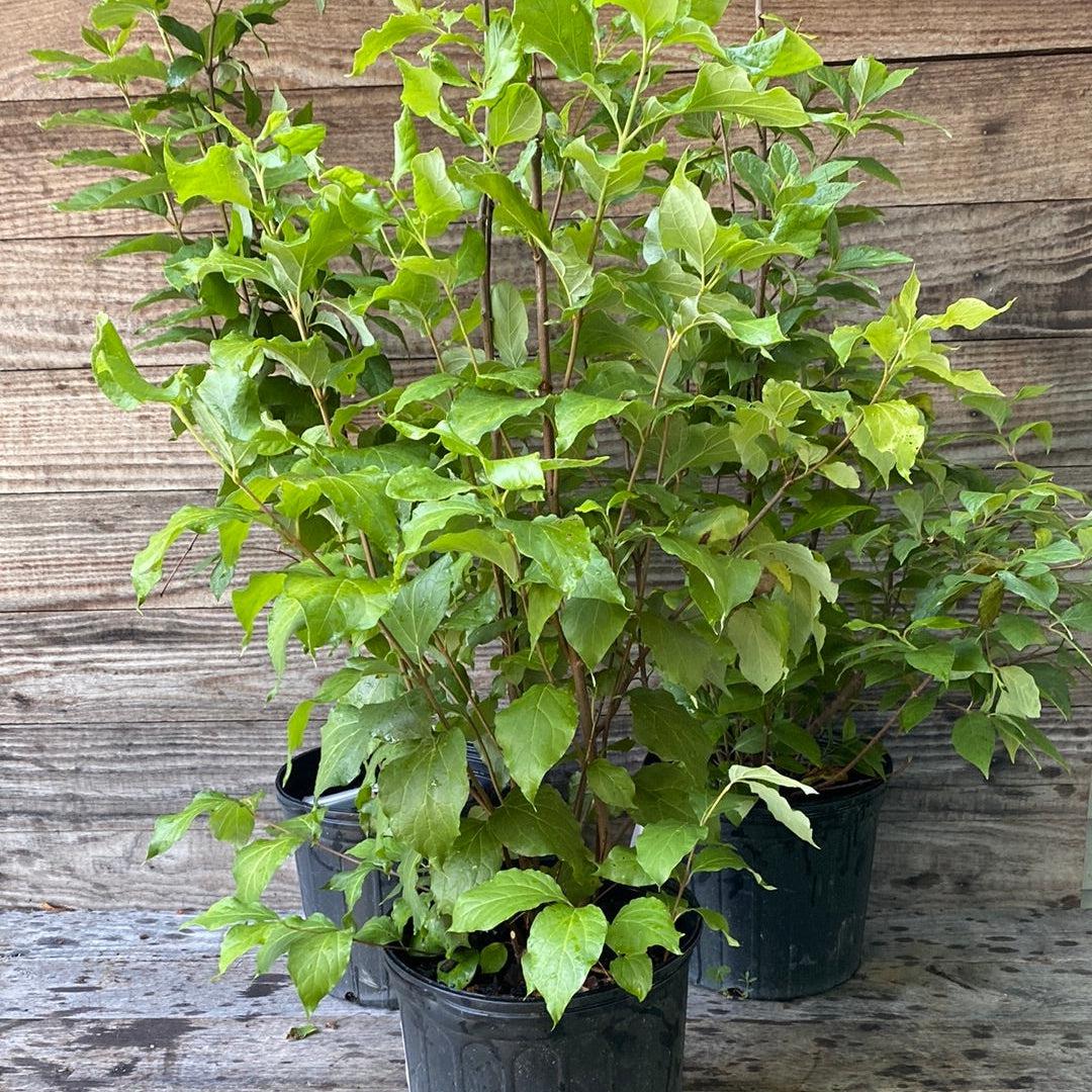 Calycanthus floridus ~ Sweetshrub, Carolina Allspice-ServeScape