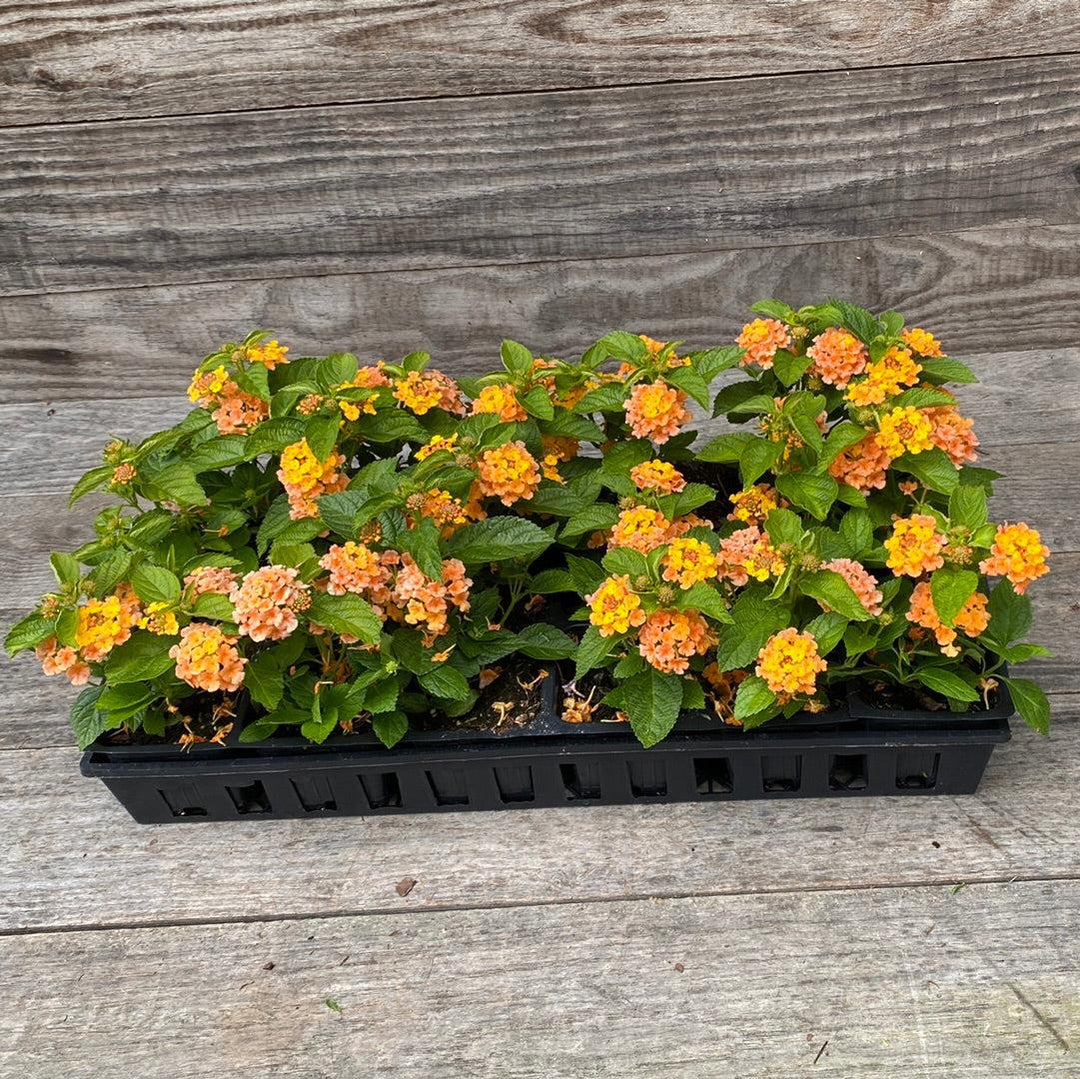 Lantana camara 'Ballucor' ~ Little Lucky™ Orange Lantana-ServeScape