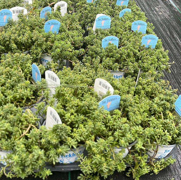 Sedum album 'Coral Carpet ~ Coral Carpet Stonecrop-ServeScape