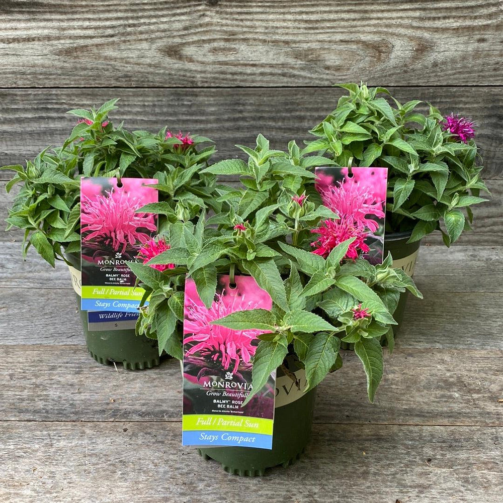 Monarda didyma 'Balbalmose' ~ Balmy™ Rose Bee Balm-ServeScape