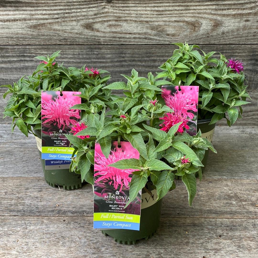 Monarda didyma 'Balbalmose' ~ Balmy™ Rose Bee Balm-ServeScape