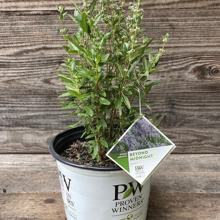 Caryopteris x clandonensis 'CT-9-12' ~ Beyond Midnight® Bluebeard-ServeScape
