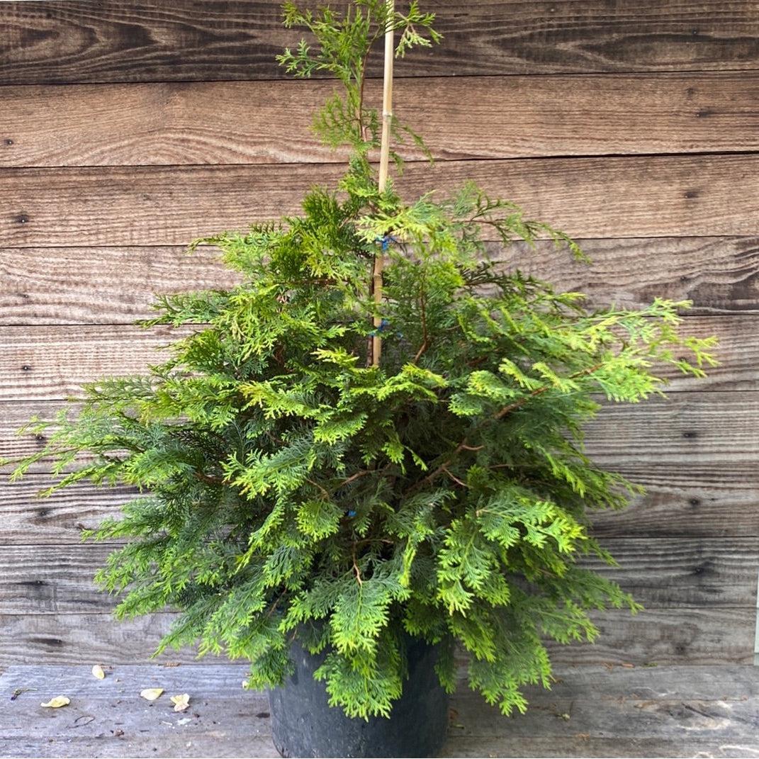 Chamaecyparis obtusa 'Southern Lace' ~ Southern Lace False Cypress-ServeScape