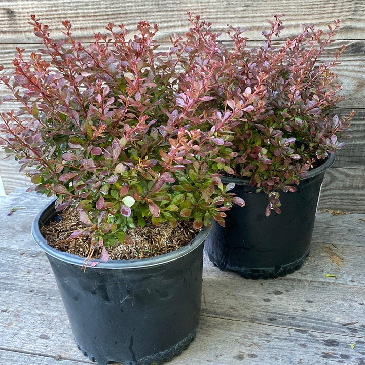 Berberis thunbergii 'Crimson Pygmy' ~ Crimson Pygmy Barberry-ServeScape