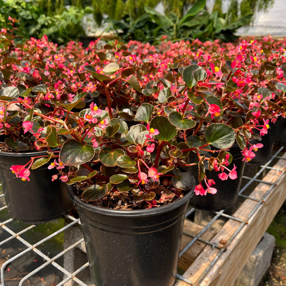 Begonia 'Basket Case' ~ Basket Case Begonia-ServeScape