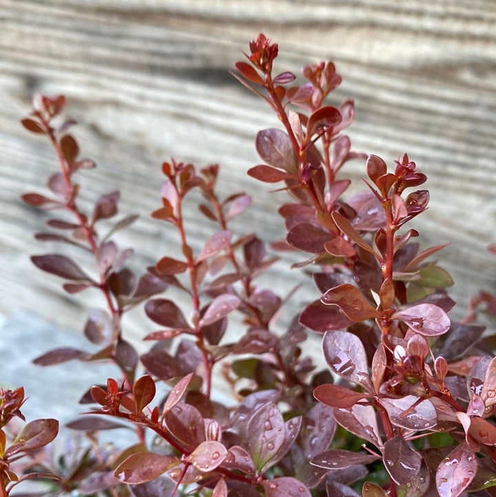 Berberis thunbergii 'Crimson Pygmy' ~ Crimson Pygmy Barberry-ServeScape