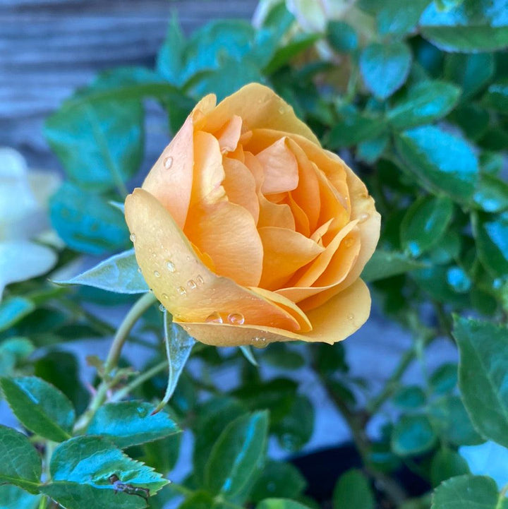 Rosa 'Wekvossutono' PP#18,473 ~ Julia Child™ Rose-ServeScape