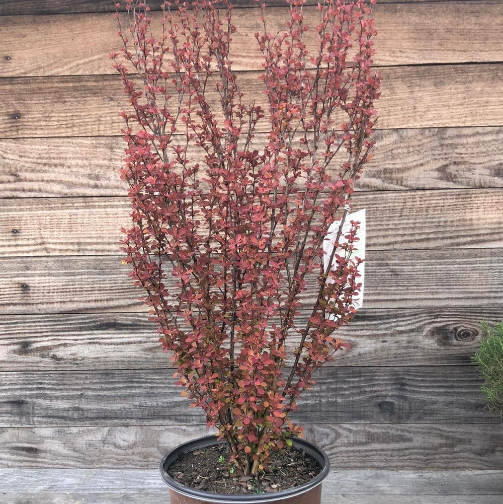 Berberis thunbergii f. atropurpurea 'Orange Rocket' ~ Orange Rocket Barberry-ServeScape