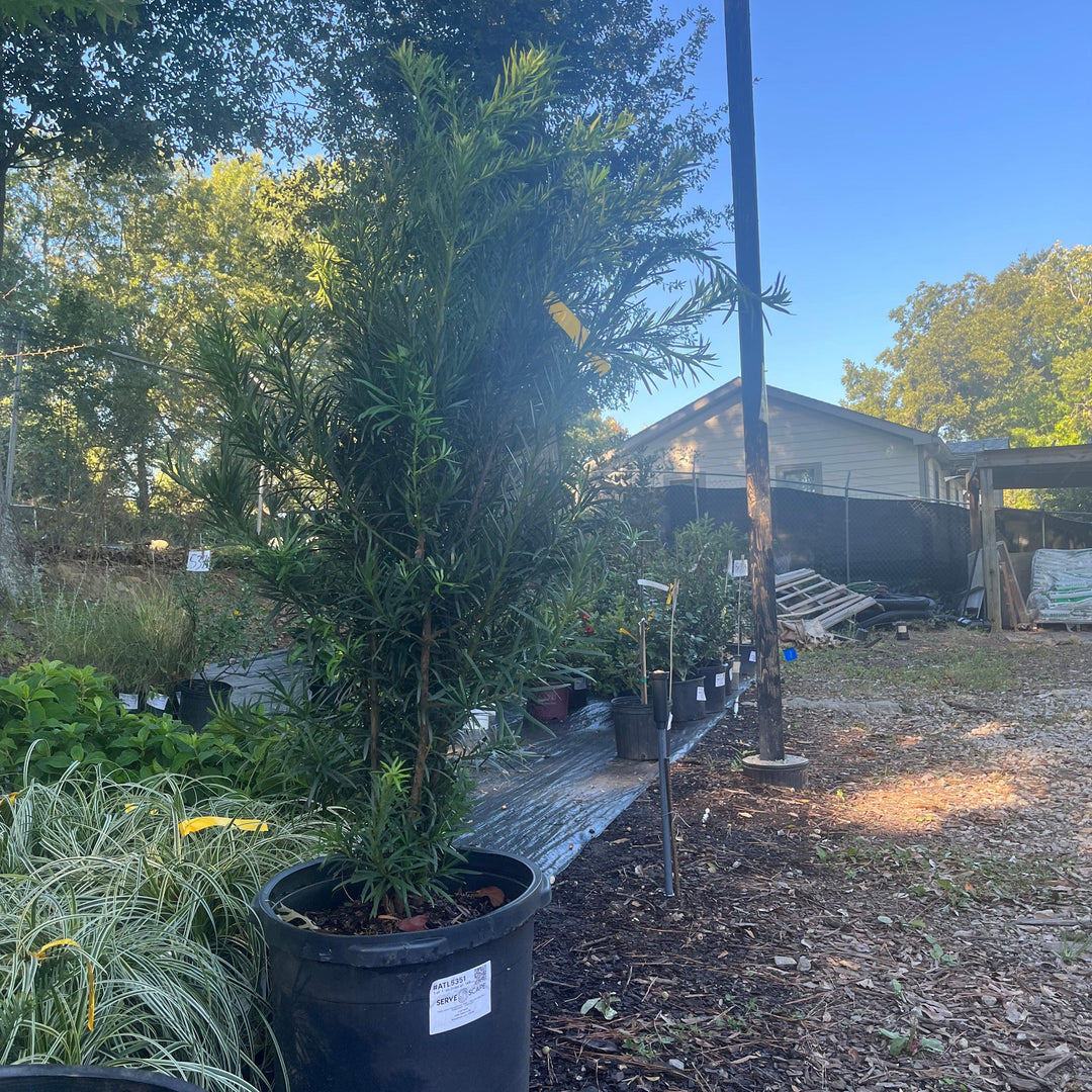 Podocarpus macrophyllus 'Maki' ~ Maki Shrubby Yew Podocarpus-ServeScape