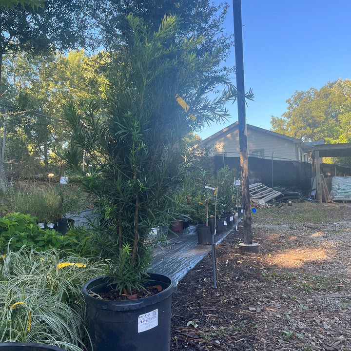 Podocarpus macrophyllus 'Maki' ~ Maki Shrubby Yew Podocarpus-ServeScape