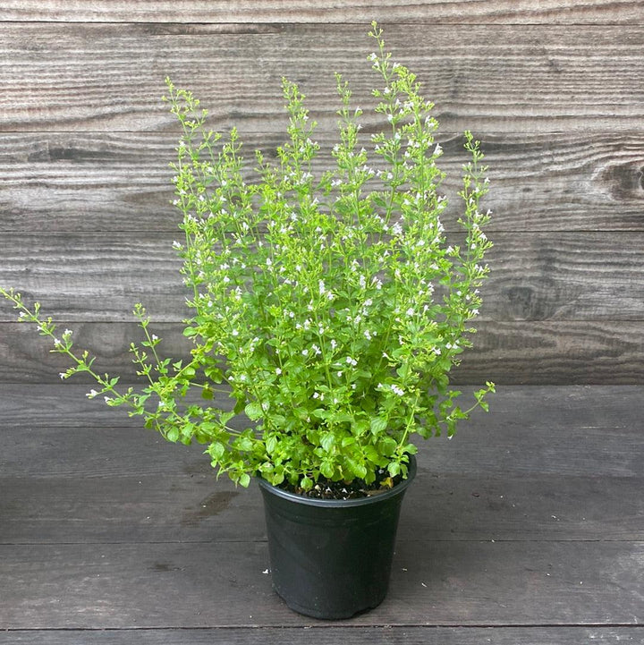 Calamintha nepeta spp. nepeta ~ Lesser Calamint-ServeScape