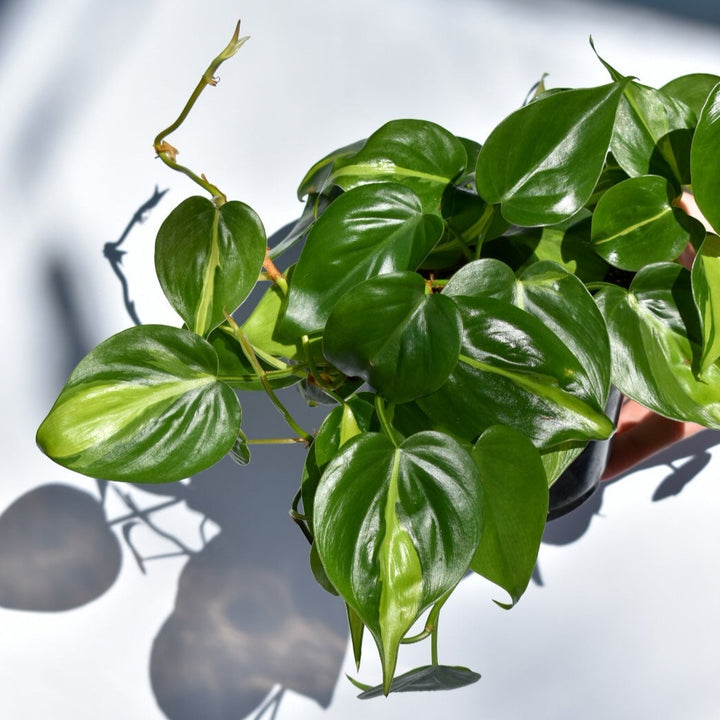 Philodendron hederaceum ‘Brasil’ ~ Brasil Philodendron-ServeScape