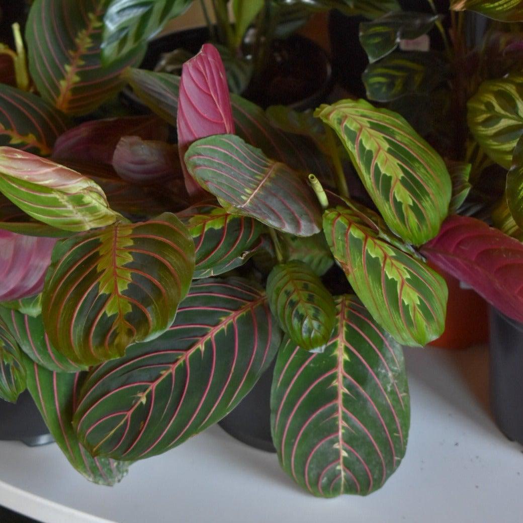 Maranta leuconeura ~ Red Prayer Plant-ServeScape