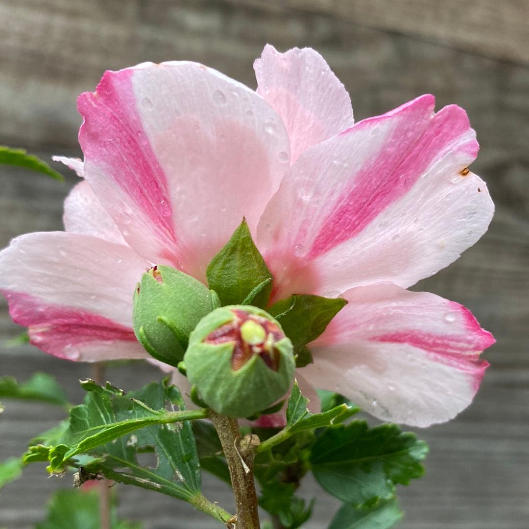 Hibiscus syriacus 'DS04PS' ~ Peppermint Smoothie ™ Rose of Sharon-ServeScape