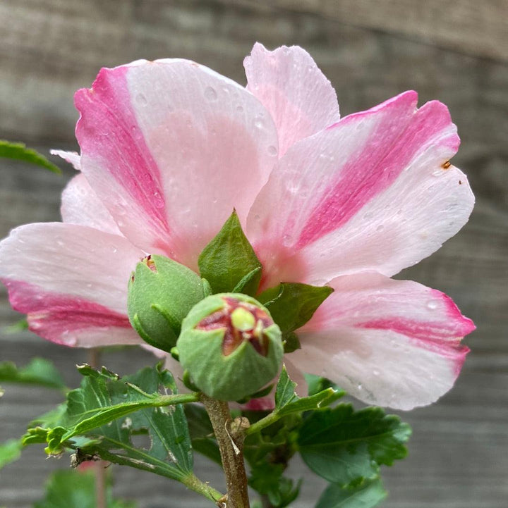 Hibiscus syriacus 'DS04PS' ~ Peppermint Smoothie ™ Rose of Sharon-ServeScape