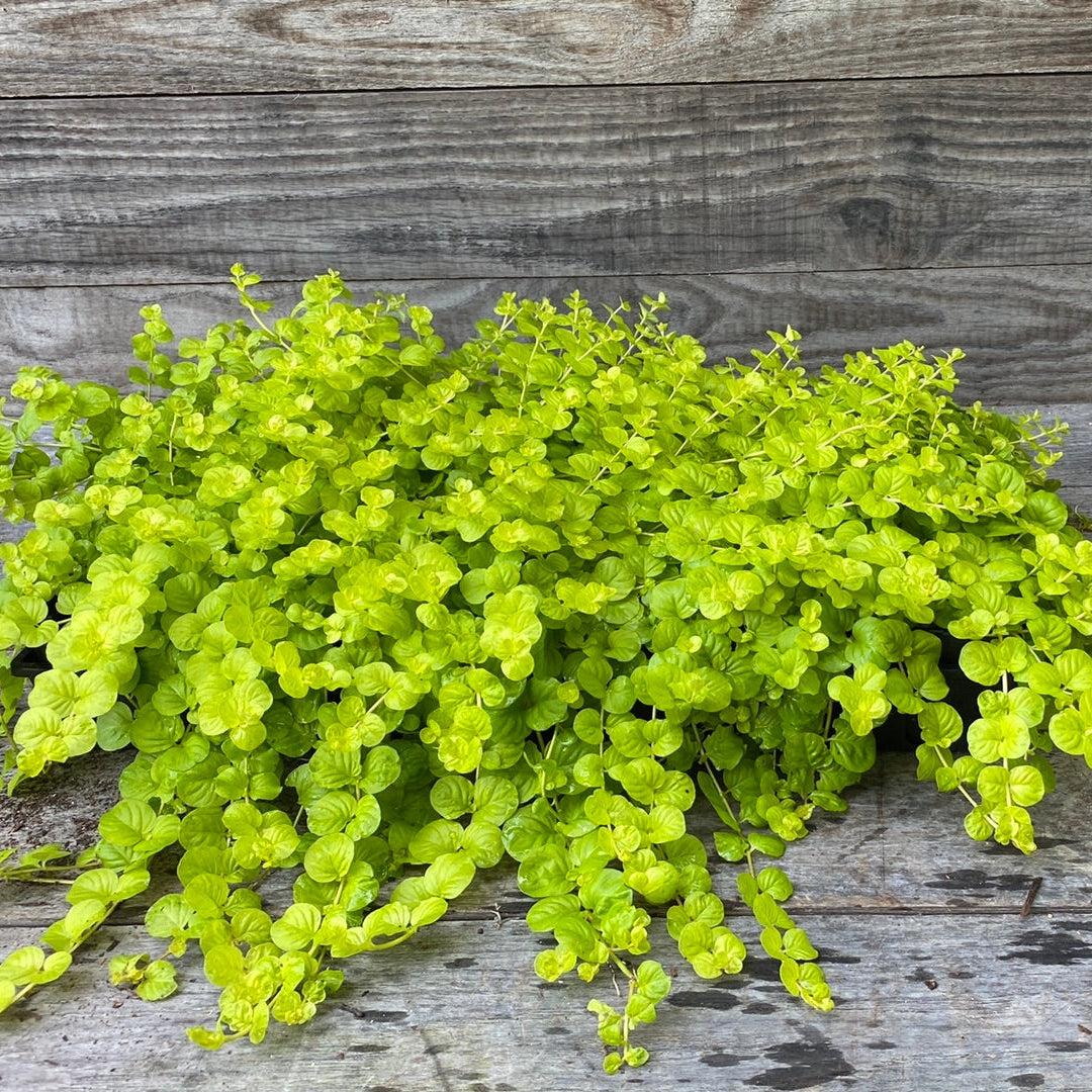 Lysimachia nummularia 'Aurea' ~ Golden Creeping Jenny-ServeScape