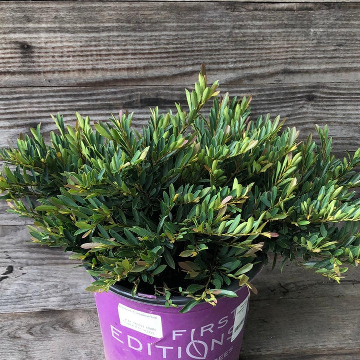 Distylium 'PIIDIST-V' PP27,631 ~ First Editions® Cinnamon Girl® Distylium-ServeScape