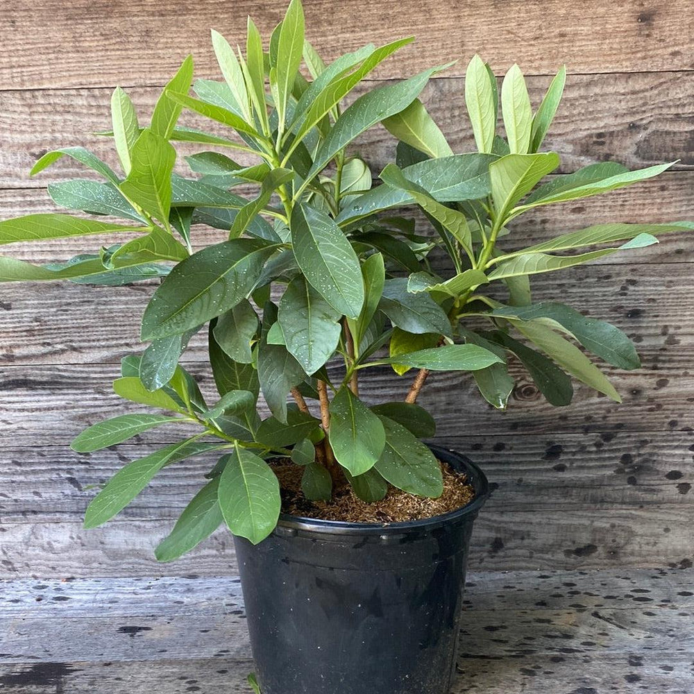 Edgeworthia chrysantha ~ Paperbush Plant-ServeScape