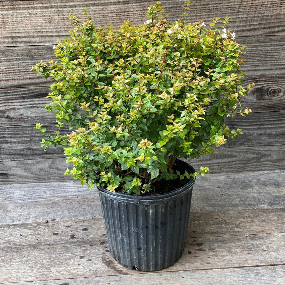 Abelia x chinensis 'Rose Creek' ~ Rose Creek Abelia-ServeScape