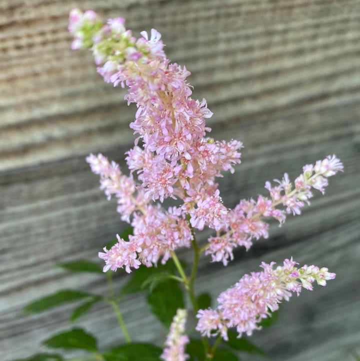 Astilbe japonica 'Europa' ~ Europa Japanese Astilbe-ServeScape