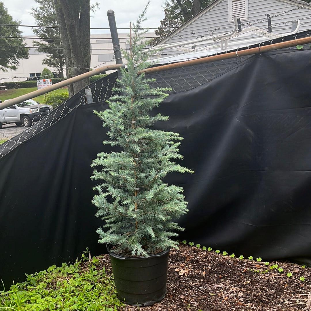 Cedrus deodara 'Patti Faye' ~ Patti Faye Deodar Cedar-ServeScape