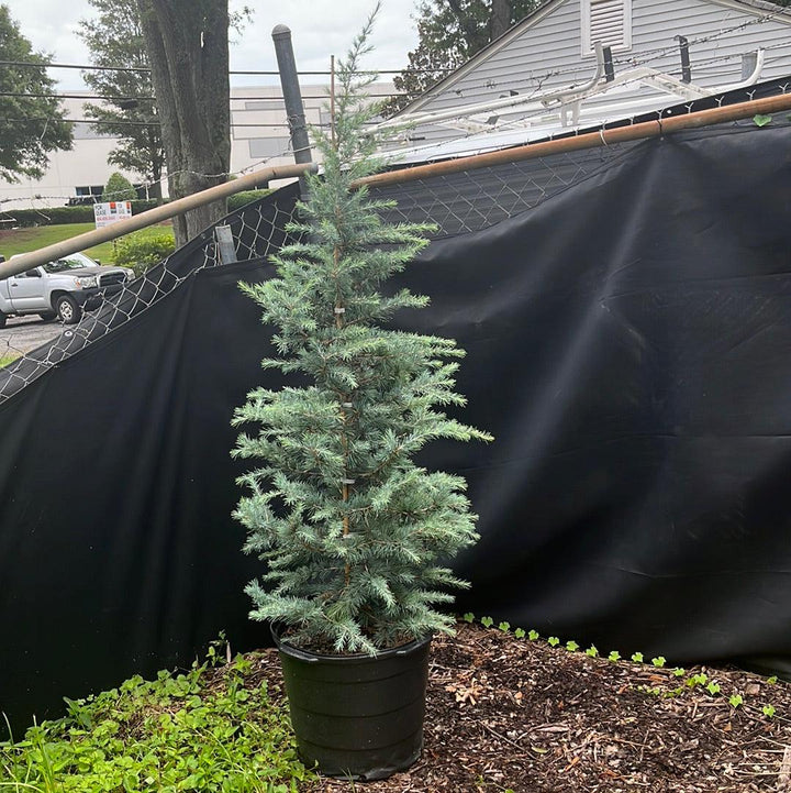 Cedrus deodara 'Patti Faye' ~ Patti Faye Deodar Cedar-ServeScape