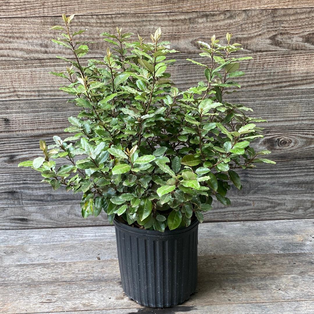 Elaeagnus x ebbingei ~ Ebbinge's Silverberry, Oleaster-ServeScape