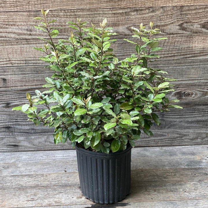 Elaeagnus x ebbingei ~ Ebbinge's Silverberry, Oleaster-ServeScape