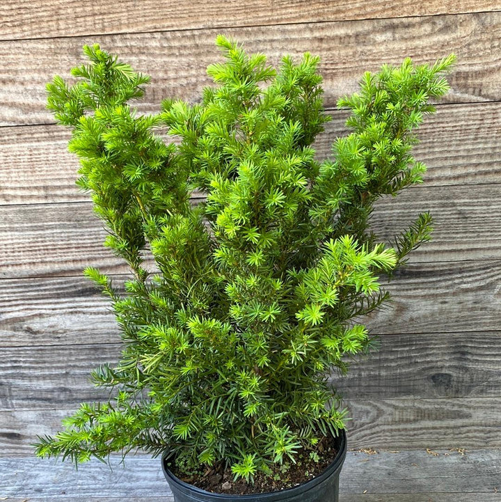 Taxus x media 'Densiformis' ~ Dense Spreading Yew-ServeScape