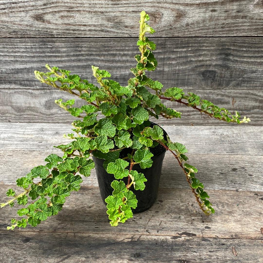 Rubus calycinoides ~ Creeping Raspberry-ServeScape