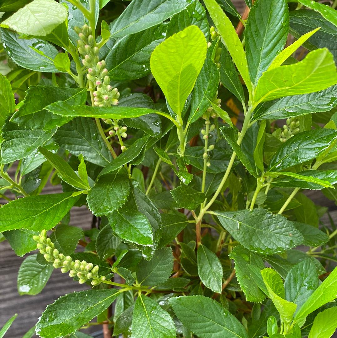 Clethra alnifolia 'Ruby Spice' ~ Ruby Spice Summersweet-ServeScape