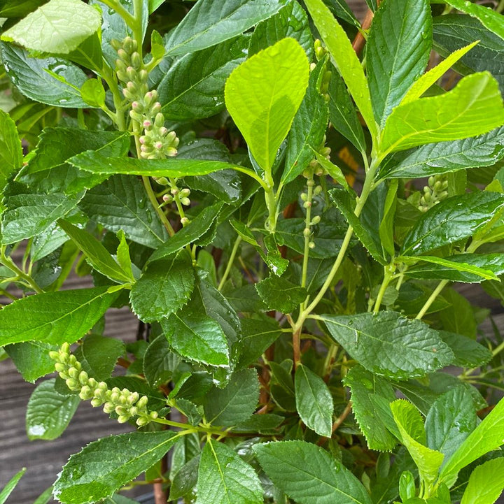 Clethra alnifolia 'Ruby Spice' ~ Ruby Spice Summersweet-ServeScape
