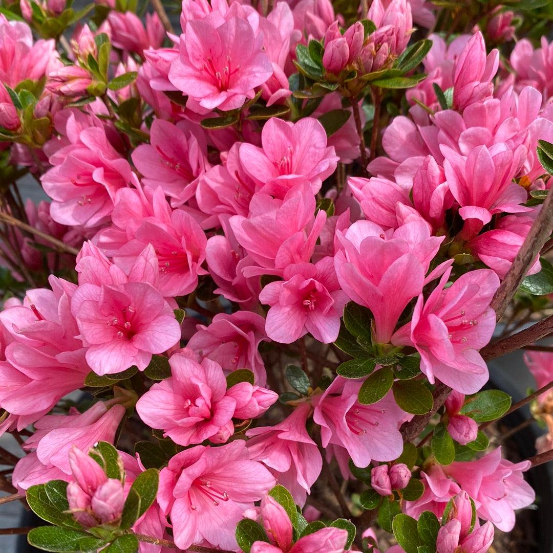 Azalea kurume 'Coral Bells' ~ Coral Bells Azalea-ServeScape