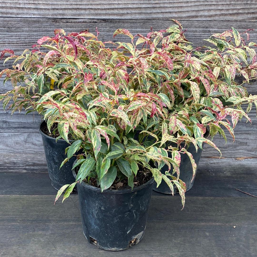 Rainbow Drooping Leucothoe Leucothoe Fontanesiana Rainbow Servescape