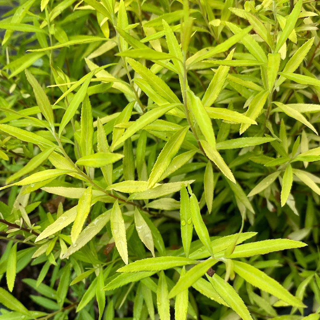 Spiraea thunbergii 'Ogon' ~ Gold Thread™ Spirea-ServeScape