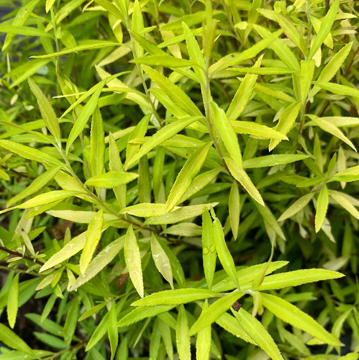 Spiraea thunbergii 'Ogon' ~ Gold Thread™ Spirea-ServeScape
