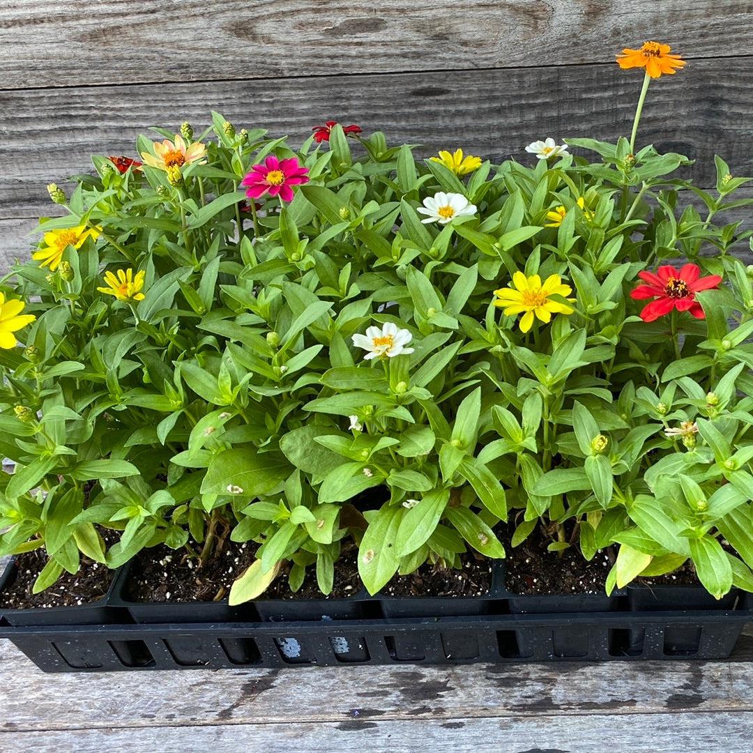 Zinnia ‘Profusion’ ~ Profusion Zinnia Mix-ServeScape