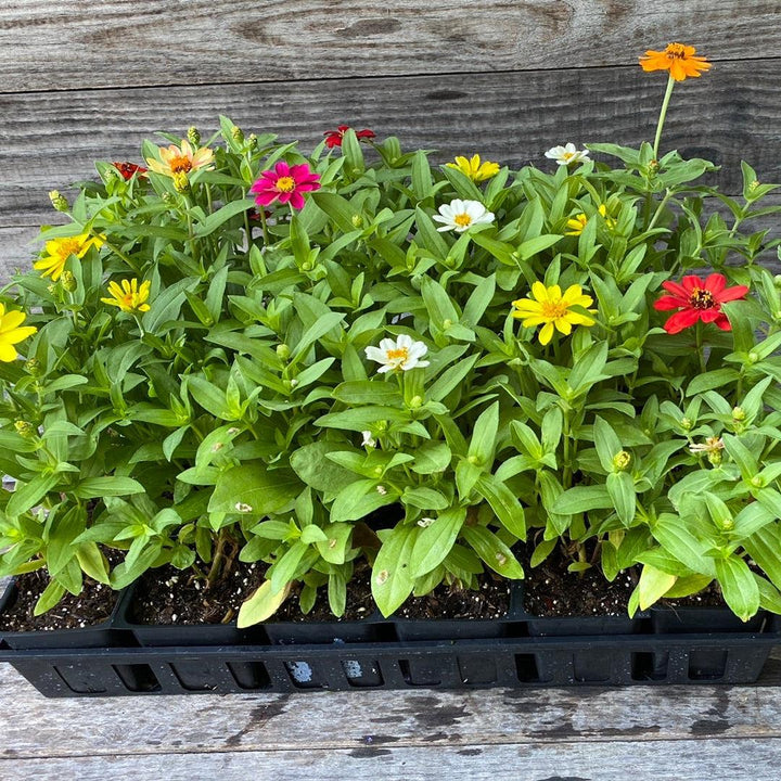 Zinnia ‘Profusion’ ~ Profusion Zinnia Mix-ServeScape