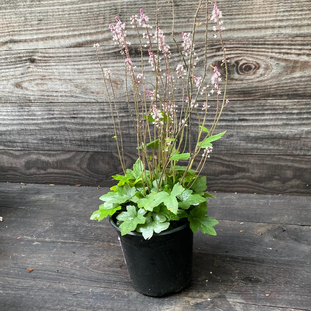 Tiarella cordifolia 'Oakleaf' ~ Oakleaf Foam Flower-ServeScape