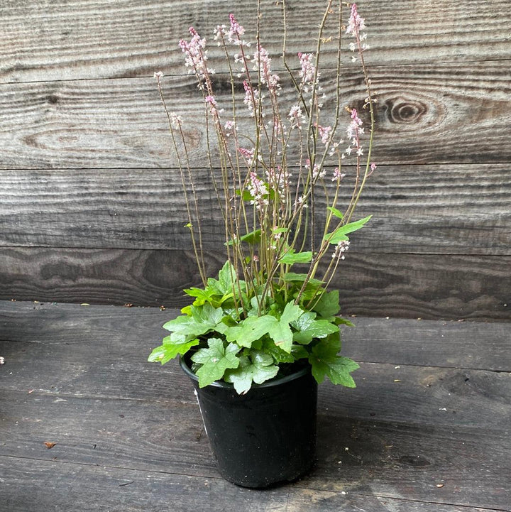 Tiarella cordifolia 'Oakleaf' ~ Oakleaf Foam Flower-ServeScape