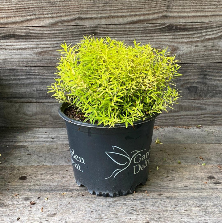 Spiraea thunbergii 'Ogon' ~ Gold Thread™ Spirea-ServeScape