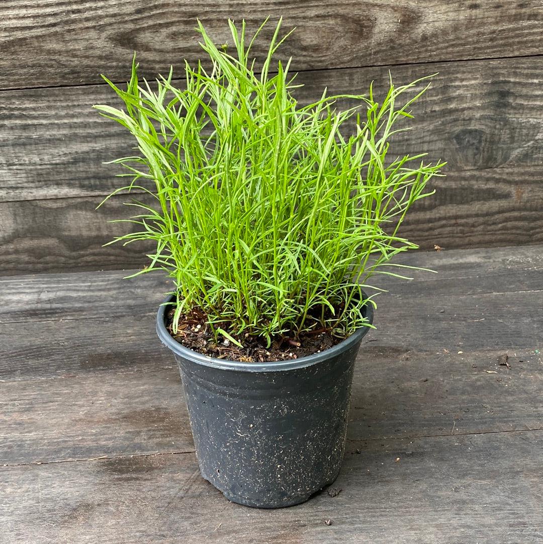 Coreopsis verticillata 'Main Street' ~ Cruizin™ 'Main Street' Coreopsis-ServeScape
