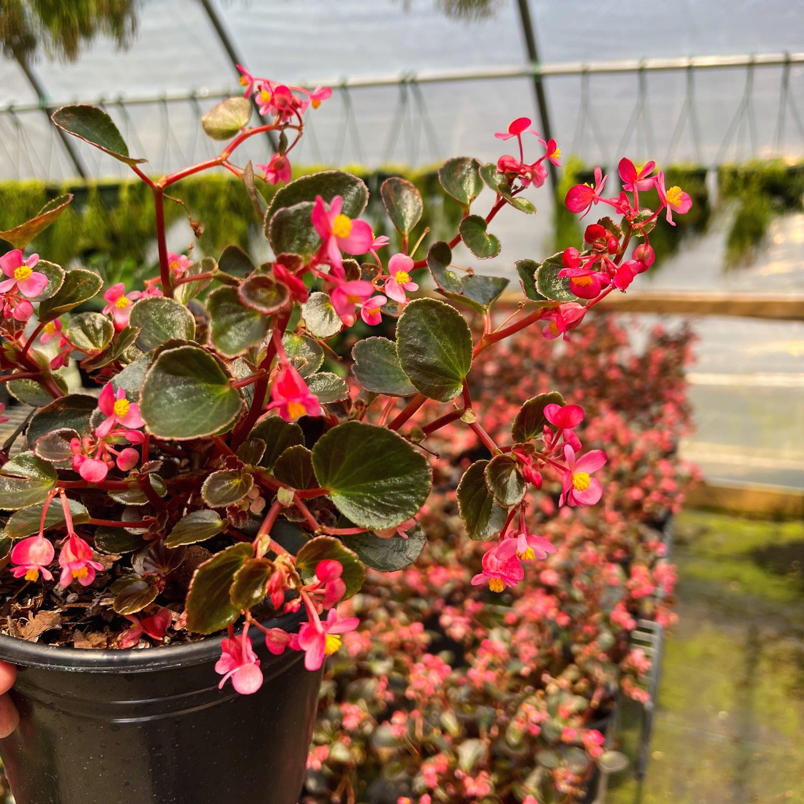 Begonia 'Basket Case' ~ Basket Case Begonia-ServeScape