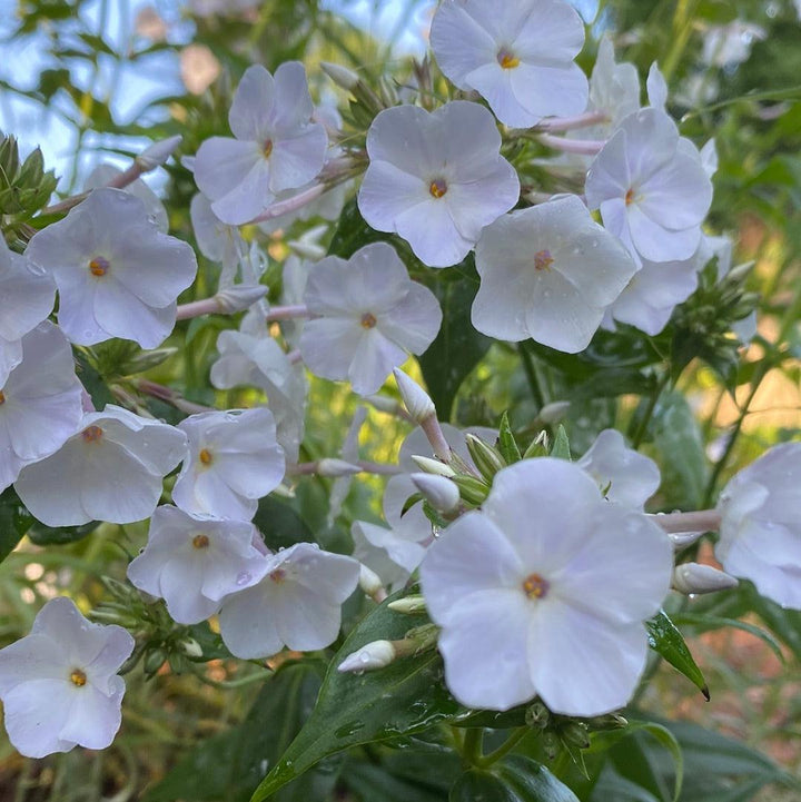 Phlox 'Fashionably Early Crystal' PP28679~ Fashionably Early™ Crystal Phlox-ServeScape
