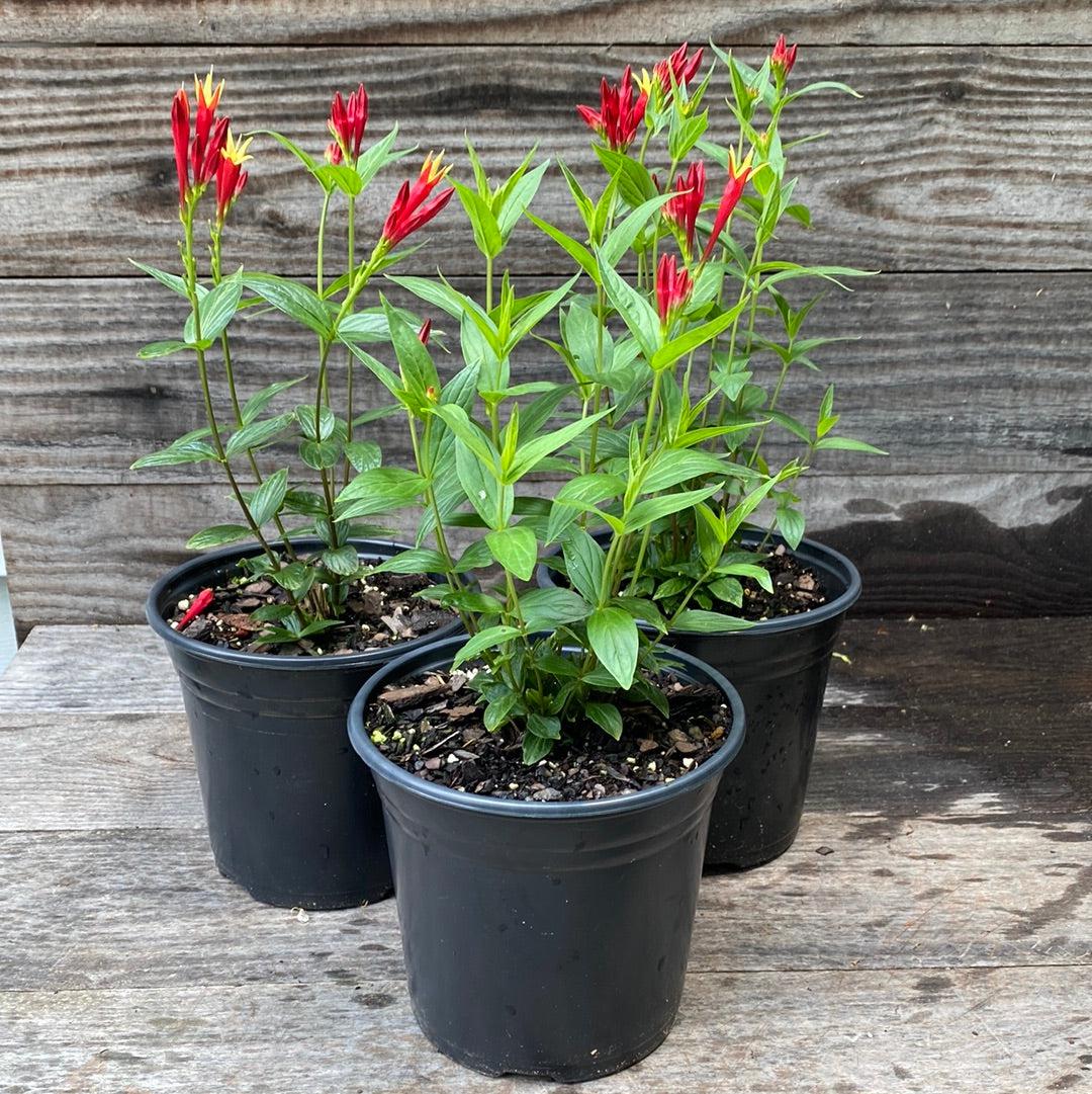Spigelia marilandica 'Little Redhead ~ Little Redhead Indian Pink-ServeScape