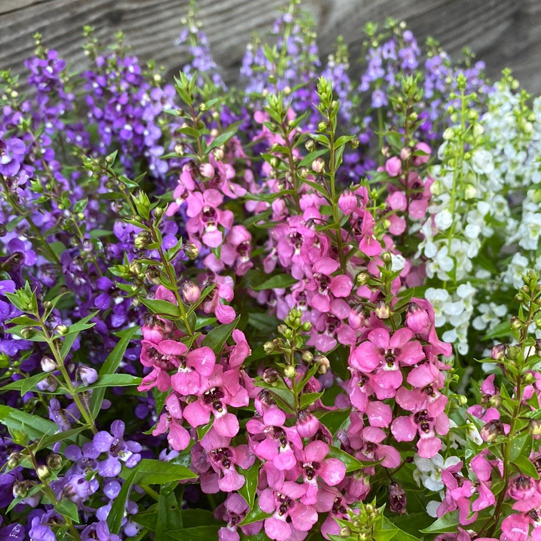 Angelonia angustifolia 'Serena Mix' ~ Serena® Mix Summer Snapdragon-ServeScape